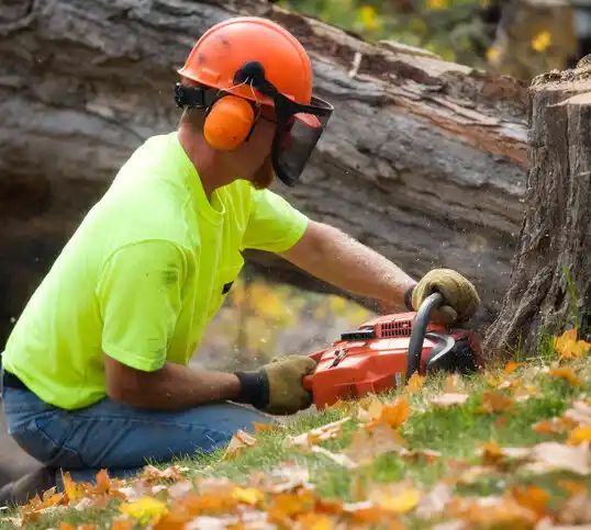 tree services Lansdowne